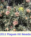 2011 Disasterous Plagues Hit Nevada