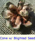 Pinyon Pine Cone With Blighted Seed
