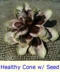 Healthy Opened Pine Cone with Seed