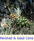 Healthy and Perished Cones