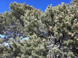 Plagued Pinyon Tree