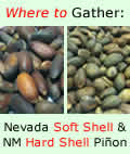 Where to Gather Your Own Pine Nuts and Pinon