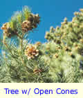 Big Tree Open Cones Ready for Harvest