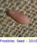 Pinyon Pine Nut Seed Frostbite