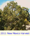 2011 Upcoming New Mexico Pinon Harvest