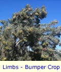 Pinyon Pine Tree Limbs With Bumper Crop of Pine Cones