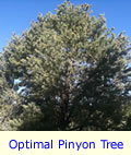 Pinyon Pine Tree Optimal Size for Production