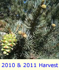 Pinyon Pine Tree With Dual Production For Current Year Next Season