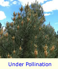 Pinyon Pine Tree Under Pollination